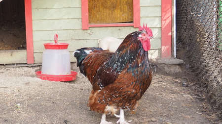 beautiful multicolored rooster in the hen house on the farm. Closeup of a hen in a farmyard Gallus gallus domesticusの写真素材