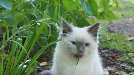 sweet gray tabby cat fun running on green meadow in Sunny summer dayの写真素材
