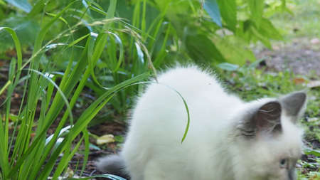 sweet gray tabby cat fun running on green meadow in Sunny summer dayの写真素材