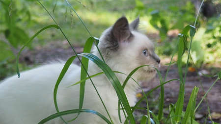 sweet gray tabby cat fun running on green meadow in Sunny summer dayの写真素材