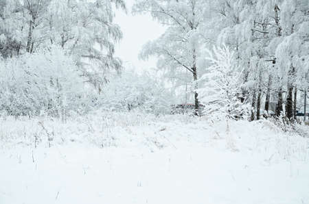 Trees with snow in winter park