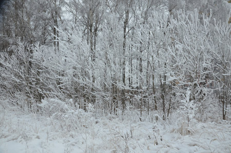 Trees with snow in winter parkの写真素材