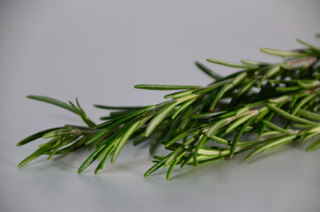 Fresh Rosemary Herb Set for cooking and medicine isolated over a white backgroundの写真素材