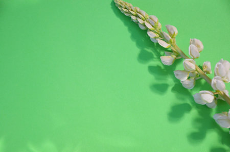 Pink multicolored white and purple lupine flowers border on a pink on a paper colored background spring or summer holiday concept, mothers day, easterの写真素材