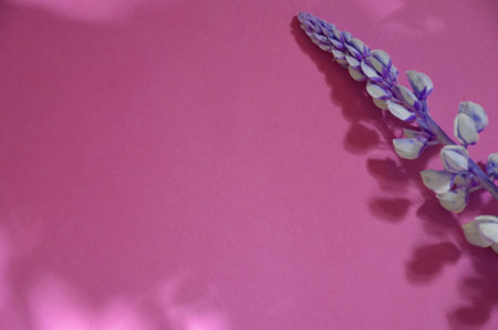 Pink multicolored white and purple lupine flowers border on a pink on a paper colored background spring or summer holiday concept, mothers day, easterの写真素材