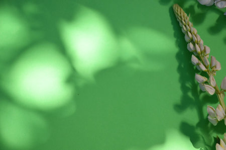 Pink multicolored white and purple lupine flowers border on a pink on a paper colored background spring or summer holiday concept, mothers day, easterの写真素材