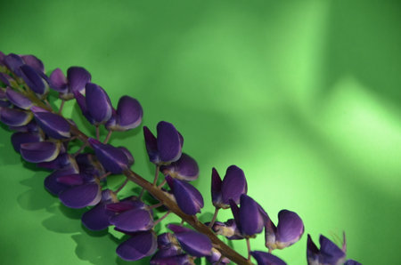 Pink multicolored white and purple lupine flowers border on a pink on a paper colored background spring or summer holiday concept, mothers day, easterの写真素材