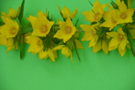 Amazing grunge background with Yellow flowers bells on green texture. Beautiful Colorful Greeting Card for Mothers Day, Birthday, March 8, easter. Top view, Flat lay. Horizontal Image With Copy Spaceの写真素材