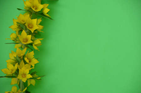 Amazing grunge background with Yellow flowers bells on green texture. Beautiful Colorful Greeting Card for Mothers Day, Birthday, March 8, easter. Top view, Flat lay. Horizontal Image With Copy Spaceの写真素材