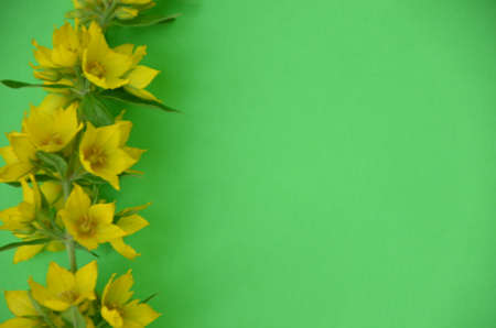 Amazing grunge background with Yellow flowers bells on green texture. Beautiful Colorful Greeting Card for Mothers Day, Birthday, March 8, easter. Top view, Flat lay. Horizontal Image With Copy Spaceの写真素材