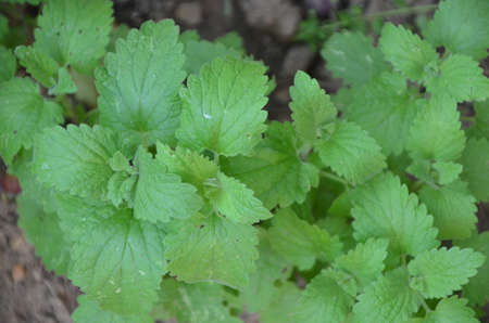 Green colorful of mint shrub are growing in vegetable plot. Freshness and organic herb for aroma therapy concept.の写真素材