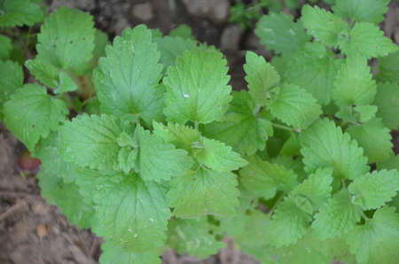 Green colorful of mint shrub are growing in vegetable plot. Freshness and organic herb for aroma therapy concept.の写真素材