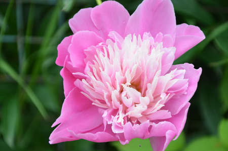 Beautiful pink peony flower close upの写真素材