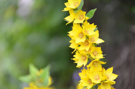 Closeup of beautiful yellow flowers in the gardenの写真素材