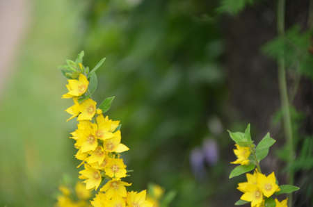 Closeup of beautiful yellow flowers in the gardenの写真素材