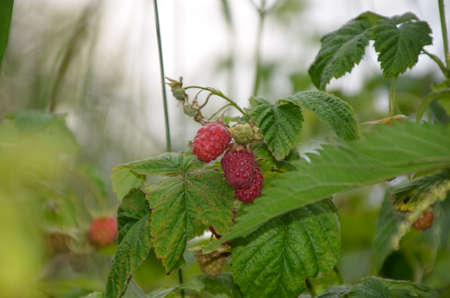 Raspberries. Growing Organic Berries closeup. Ripe raspberry in the fruit gardenの写真素材