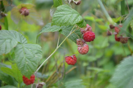 Raspberries. Growing Organic Berries closeup. Ripe raspberry in the fruit gardenの写真素材