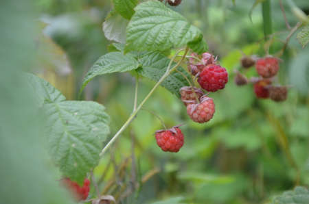 Raspberries. Growing Organic Berries closeup. Ripe raspberry in the fruit gardenの写真素材