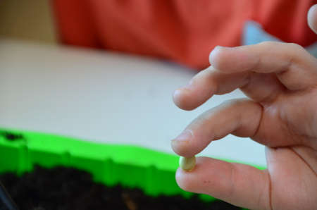 Planting home plants indoors. Hands of a young boy planting in the flower pot. boy potting some plants in pots on a counter at home. boy gardener planting flowers in potsの写真素材