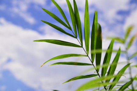 Palm Trees - Perfect palm trees against a beautiful blue sky. background for summerの写真素材