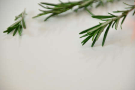 Fresh twig of rosemary isolated on a white background. Sprig of organic rosemary.の写真素材