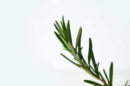 Fresh twig of rosemary isolated on a white background. Sprig of organic rosemary.の写真素材