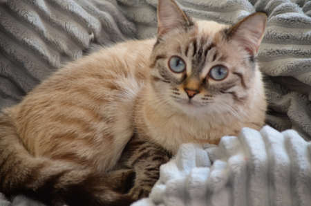 gray kitten washes and plays at home on the couch and bedspread with big blue eyes.の写真素材