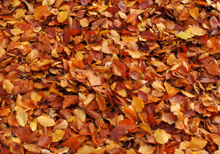 autumn leafs backgroundの写真素材