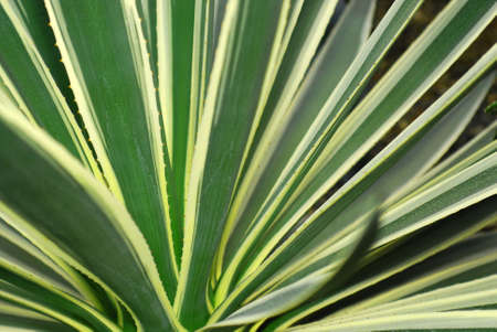 Agave leafs backgroundの写真素材
