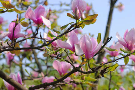 Beautiful blooming magnolia tree in the springの写真素材