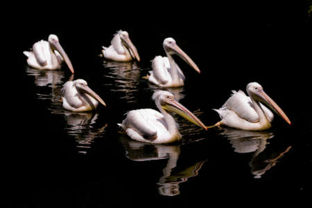 Flock of pelicansの写真素材
