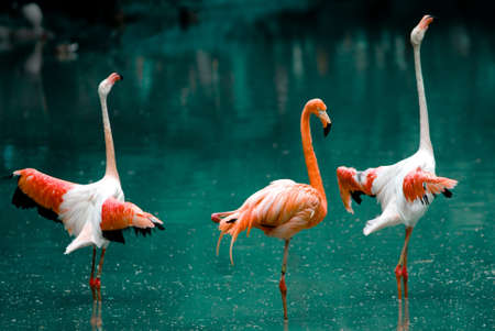 Flamingoの写真素材