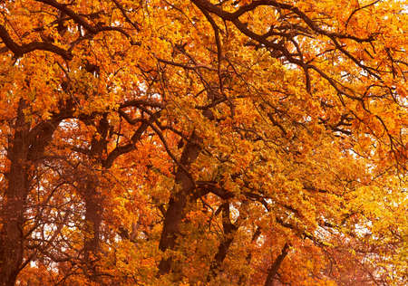 Golden autumn in the parkの写真素材