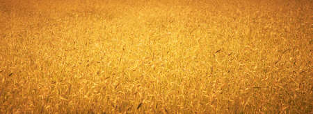Golden wheat growing in a farm field (Shallow depth of field)の写真素材