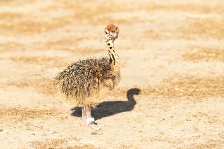 Ostrich chick in the farmの写真素材