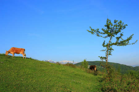 cows on mountain pastureの写真素材