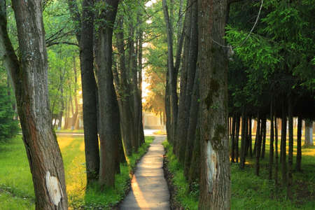 Early summer morning. At the end of alley sunbeams, passing through easy fog, are visible