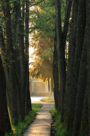 Early summer morning. At the end of alley sunbeams, passing through easy fog, are visibleの写真素材