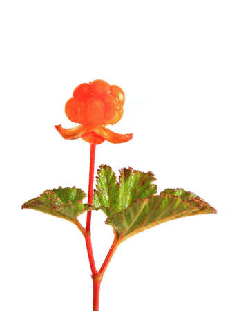 orange cloudberry CU on a white backgroundの写真素材