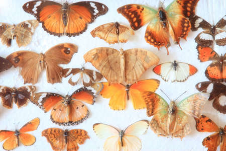fragment of old home collection of butterfliesの写真素材