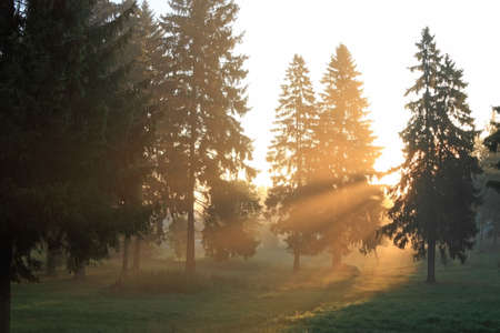 Rising sun beams on a glade in fir forestの写真素材
