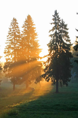 Rising sun beams on a glade in fir forestの写真素材