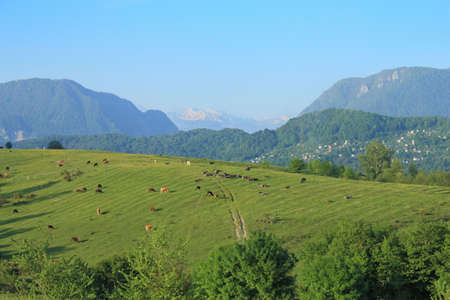 extensive pasture in the foothills of the caucasusの写真素材