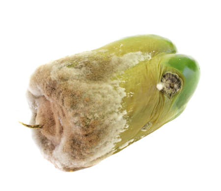 rotting pepper isolated on whiteの写真素材