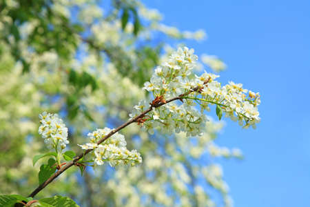 blossoming  bird-cherry branch on the blurred background