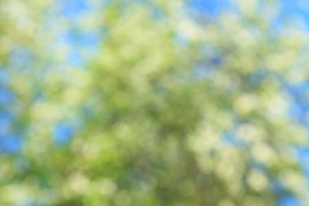 out of focus shot of a flowering cherry tree
