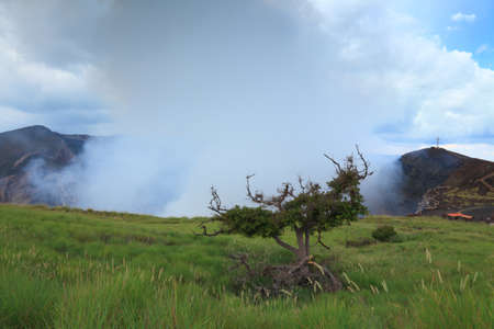 tree on the background of the crater of an active volcanoの写真素材