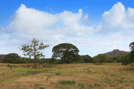 savanna in Central America turned into pastureの写真素材