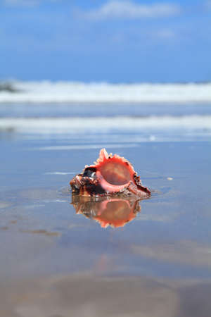 conch shell on the blurred background of the waves and blue sky. accent on shell.