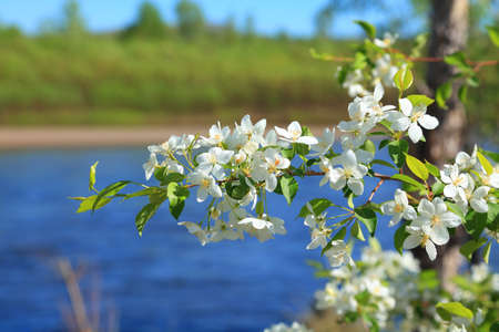 Flowering branch of apple tree on blurred background river and forestの写真素材